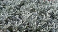 Cineraria silver, background