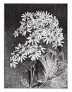 Cineraria Stellata vintage illustration Royalty Free Stock Photo