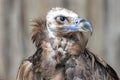 Cinereous or Eurasian Black Vulture Royalty Free Stock Photo