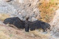 Cinereous Eurasian Black Vulture, Aegypius monachus. Close up Royalty Free Stock Photo