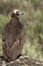 Cinereous Eurasian Black Vulture Aegypius monachus, Royalty Free Stock Photo