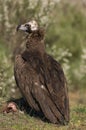 Cinereous Eurasian Black Vulture Aegypius monachus, Royalty Free Stock Photo