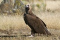 Cinereous Eurasian Black Vulture Aegypius monachus, Royalty Free Stock Photo