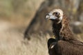 Cinereous Eurasian Black Vulture Aegypius monachus,  Portrait of Vulture Royalty Free Stock Photo