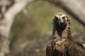 Cinereous Eurasian Black Vulture Aegypius monachus, Royalty Free Stock Photo