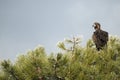 Cinereous Eurasian Black Vulture Aegypius monachus, perched Royalty Free Stock Photo