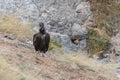 Cinereous Eurasian Black Vulture, Aegypius monachus, in the wild Royalty Free Stock Photo