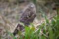 Cinereous harrier Circus cinereus at Laguna Nimez in Patagonia, Argentina Royalty Free Stock Photo