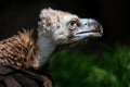 Cinereous or monk vulture close-up portrait on dark green background Royalty Free Stock Photo