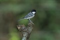 Cinereous tit, Parus cinereus at Salim Ali Bird Sanctuary Royalty Free Stock Photo