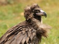 Cinereous Vulture