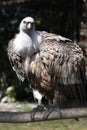 Cinereous vulture Royalty Free Stock Photo