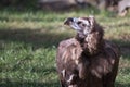 Cinereous Vulture Royalty Free Stock Photo