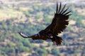 The cinereous vulture Aegypius monachus also known as the black vulture, monk  or Eurasian black vulture flying in the mountain. Royalty Free Stock Photo