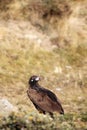 The cinereous vulture Aegypius monachus also known as the black vulture, monk vulture, or Eurasian black vulture sitting on the Royalty Free Stock Photo