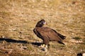 The cinereous vulture ,Aegypius monachus, also known as the black vulture, monk  or Eurasian black vulture sitting on the feeding Royalty Free Stock Photo