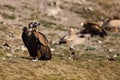 The cinereous vulture Aegypius monachus also known as the black vulture, monk  or Eurasian black vulture sitting on the feeding Royalty Free Stock Photo
