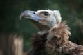 Cinereous vulture (Aegypius monachus). Royalty Free Stock Photo