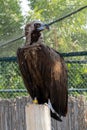 A cinereous vulture Aegypius monachus close up in captivity showing feathers and beak. Also called black vulture, monk vulture, Royalty Free Stock Photo