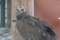 A cinereous vulture Aegypius monachus close up showing feathers and beak. Also called black vulture, monk vulture, or Eurasian Royalty Free Stock Photo