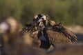 Cinereous vulture, Aegypius monachus