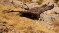 Cinereous vulture Aegypius monachus in flight Royalty Free Stock Photo