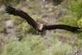 Cinereous Vulture, Aegypius monachus, Royalty Free Stock Photo