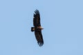 Cinereous Vulture Aegypius monachus in flight Royalty Free Stock Photo
