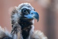 A cinereous vulture Aegypius monachus head shot very close up showing feathers and beak. Also called black vulture, monk vulture Royalty Free Stock Photo