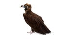 Cinereous vulture  Aegypius monachus, known as the black vulture, monk vulture  on a white background Royalty Free Stock Photo