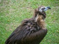 Cinereous vulture Aegypius monachus is a large raptor also known as the black vulture, monk vulture and Eurasian black vulture r Royalty Free Stock Photo