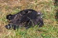 The cinereous vulture, Aegypius monachus, is a large raptorial bird that is distributed through much of temperate Eurasia