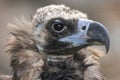 Cinereous vulture (Aegypius monachus) is a large raptorial bird that is distributed through much of temperate Eurasia.