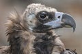 Cinereous vulture (Aegypius monachus) is a large raptorial bird through much of temperate Eurasia. It is also Royalty Free Stock Photo