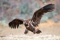 Cinereous vulture Aegypius monachus with open wings Royalty Free Stock Photo