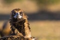 Cinereous vulture, Aegypius monachus