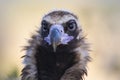 Cinereous vulture, Aegypius monachus