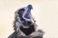 Cinereous vulture, Aegypius monachus