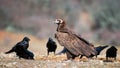 Cinereous vulture Aegypius monachus and the Raven Corvus corax in wild Royalty Free Stock Photo