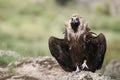 Cinereous Vulture, Aegypius monachus, standing Royalty Free Stock Photo