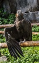 Cinereous vulture on the beam 6 Royalty Free Stock Photo