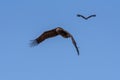 Cinereous vulture. The bird is flying and looking for prey.