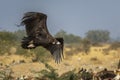 Cinereous vulture or black vulture or monk vulture or aegypius monachus closeup in flight or flying with full wingspan at dumping Royalty Free Stock Photo