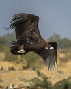 Cinereous vulture or black vulture or monk vulture or aegypius monachus closeup in flight or flying with full wingspan at dumping Royalty Free Stock Photo