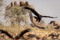 Cinereous vulture or black or monk vulture closeup flying with wingspan at Jorbeer Conservation Reserve bikaner rajasthan india Royalty Free Stock Photo