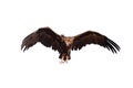 Cinereous Vulture or Black vulture, Aegypius monachus Royalty Free Stock Photo