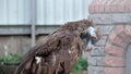 Cinereous vulture in captivity. Large raptorial bird known as the black vulture