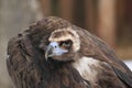 Cinereous vulture