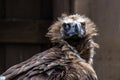 Cinereous vulture or Eurasian black vulture, Aegypius monachus Royalty Free Stock Photo