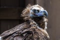 Cinereous vulture or Eurasian black vulture, Aegypius monachus Royalty Free Stock Photo